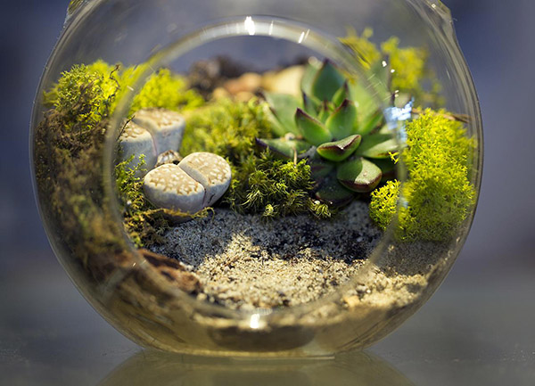 Cómo hacer tu propio terrarium